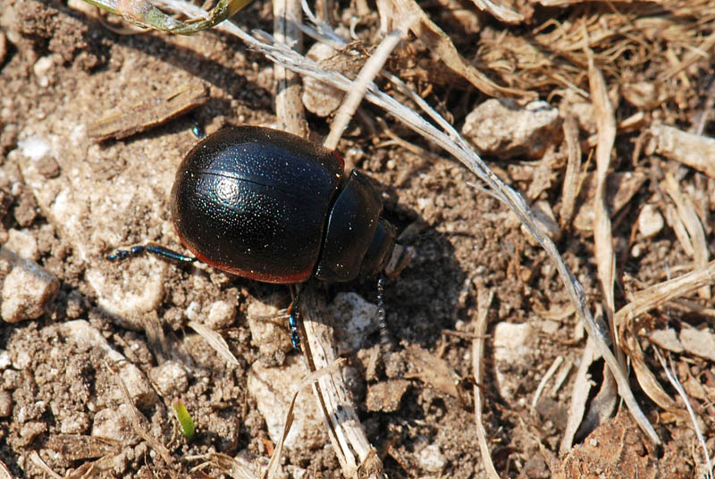 Chrysolina fimbrialis